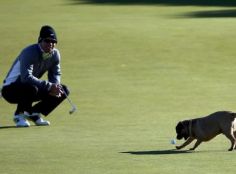 perro-golf