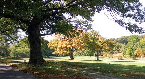 arbol-en-golf